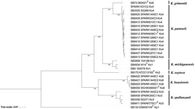 Description of Klebsiella spallanzanii sp. nov. and of Klebsiella pasteurii sp. nov.